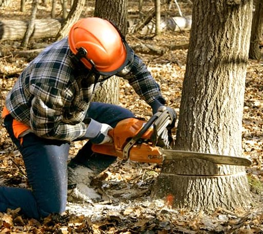 Tree Removal in Dublin, OH